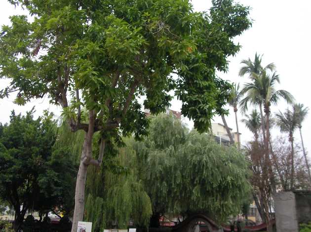 敷地内に生い茂る木々